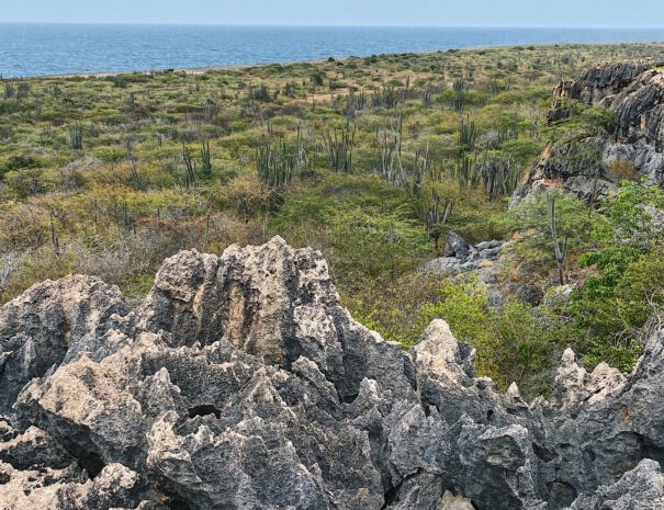 Uitzicht Bed Brood Bonaire