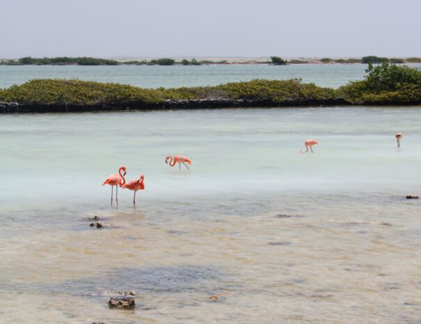 Flamingos in helderblauw water