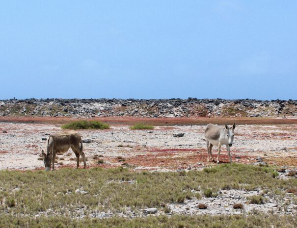 Natuur op Bonaire, ezeltjes